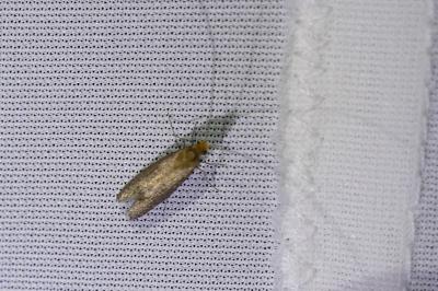 <i>Cauchas rufimitrella</i>