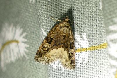 <i>Deltote pygarga</i>