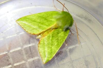 <i>Pseudoips prasinanus</i>