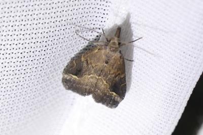 <i>Schrankia costaestrigalis</i>