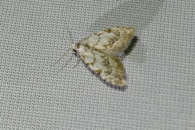 <i>Nola confusalis</i>