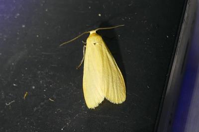 <i>Wittia sororcula</i>