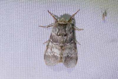 <i>Drymonia ruficornis</i>