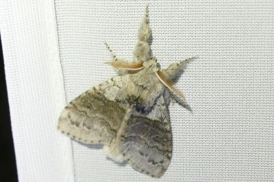 <i>Calliteara pudibunda</i>