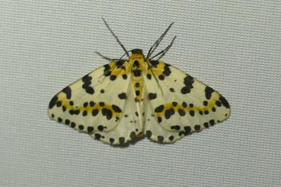 <i>Abraxas grossulariata</i>