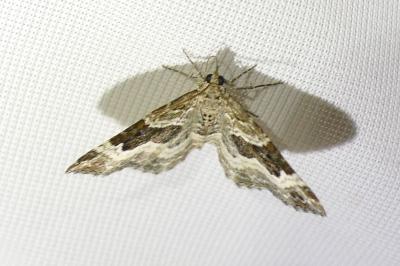 <i>Epirrhoe alternata</i>