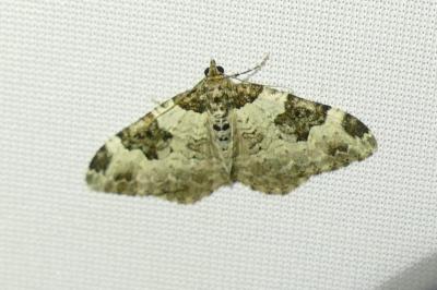 <i>Xanthorhoe fluctuata</i>