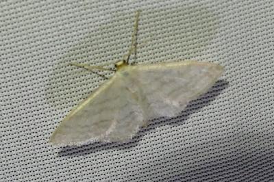 <i>Idaea subsericeata</i>