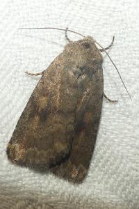 <i>Caradrina morpheus</i>