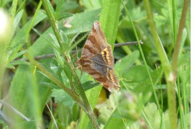 <i>Euclidia glyphica</i>