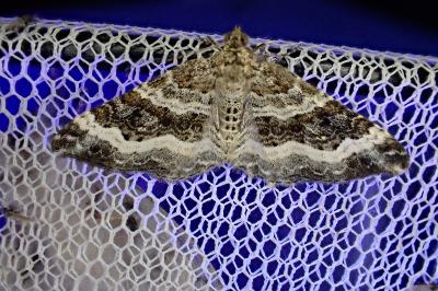 <i>Epirrhoe alternata</i>