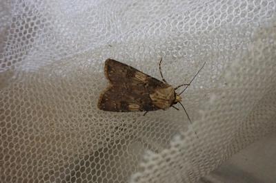 <i>Agrotis puta</i>