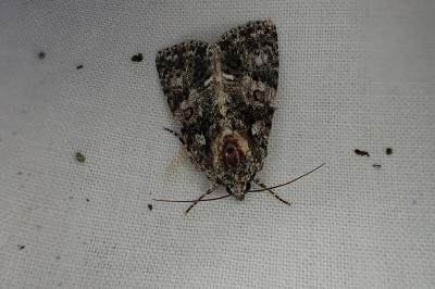 <i>Acronicta rumicis</i>