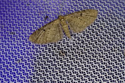 <i>Eupithecia virgaureata</i>