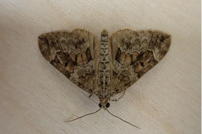 <i>Thera britannica</i>