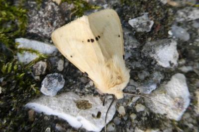 <i>Spilarctia lutea</i>