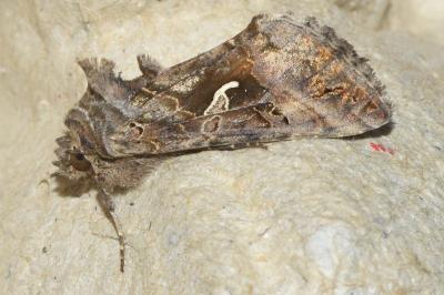 <i>Autographa gamma</i>