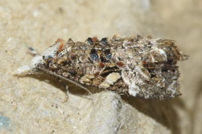 <i>Phtheochroa rugosana</i>