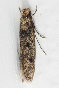 <i>Niditinea fuscella</i>