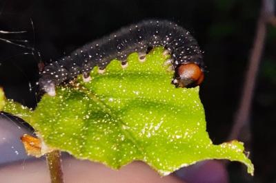 <i>Achlya flavicornis</i>