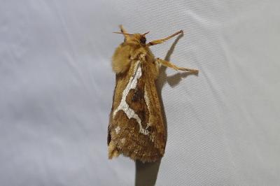 <i>Korscheltellus lupulinus</i>