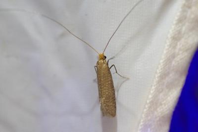 <i>Nematopogon adansoniella</i>