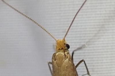 <i>Nematopogon adansoniella</i>