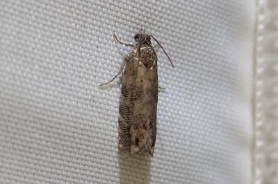 <i>Pammene splendidulana</i>