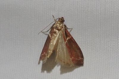 <i>Cryptoblabes bistriga</i>