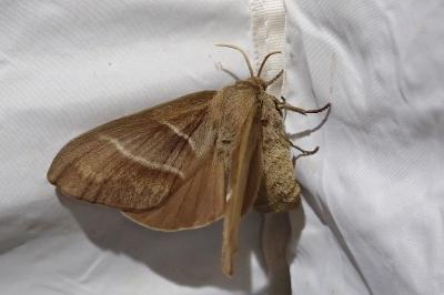 <i>Macrothylacia rubi</i>