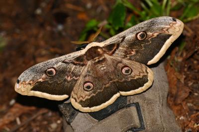 <i>Saturnia pyri</i>
