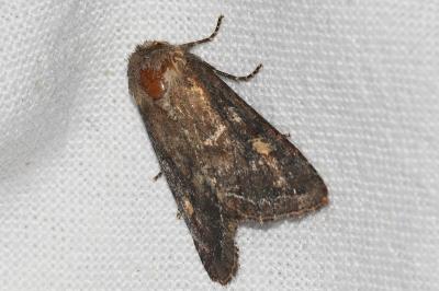 <i>Lacanobia oleracea</i>