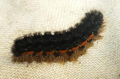 <i>Nyea lurideola</i>