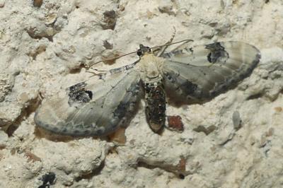 <i>Eupithecia centaureata</i>