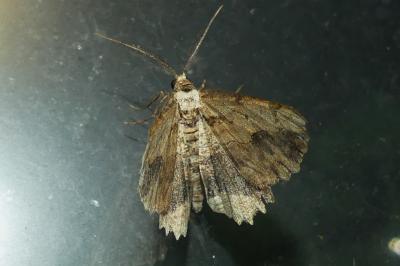 <i>Menophra abruptaria</i>