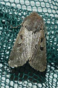 <i>Orthosia gothica</i>