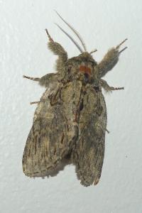 <i>Peridea anceps</i>