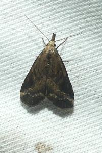 <i>Schrankia costaestrigalis</i>