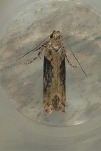 <i>Scrobipalpa costella</i>