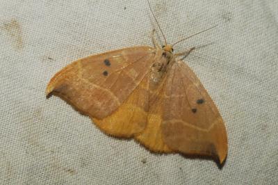 <i>Watsonalla binaria</i>