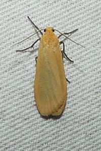 <i>Wittia sororcula</i>