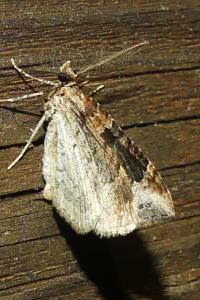 <i>Xanthorhoe ferrugata</i>