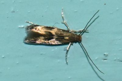 <i>Oinophila v-flavum</i>