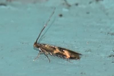 <i>Oinophila v-flavum</i>