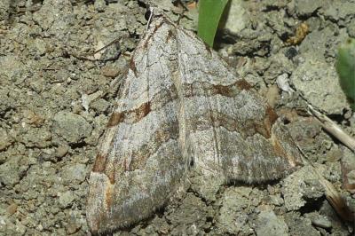 <i>Aplocera efformata</i>