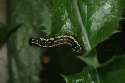 <i>Orthosia miniosa</i>