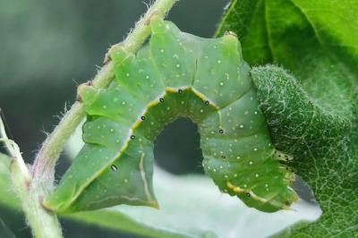 <i>Amphipyra pyramidea</i>