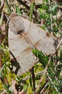 <i>Minucia lunaris</i>