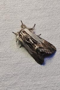 <i>Harpyia milhauseri</i>