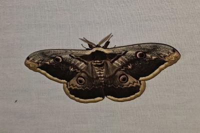 <i>Saturnia pyri</i>